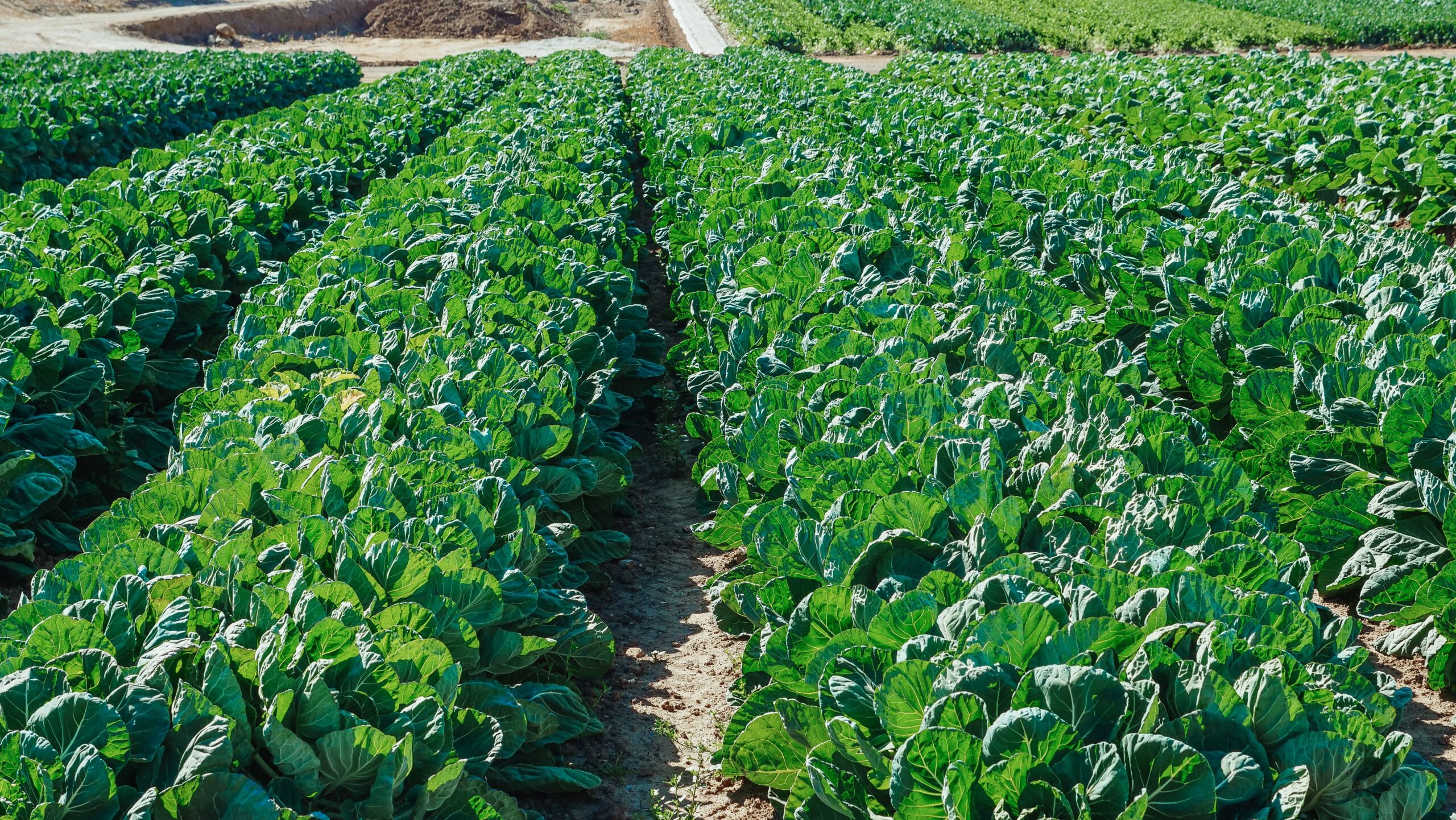 About Us A vibrant field of green cabbage plants flourishing under the sun in a rural farming area.